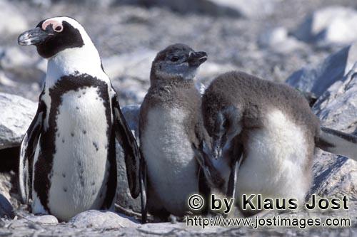 Brillenpinguin/African Penguin/Spheniscus demersus        African Penguin Chicks with parent       