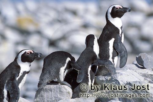 Brillenpinguin/African penguin/Spheniscus demersus        African Penguin penguin colony        