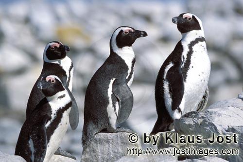 Brillenpinguin/African Penguin/Spheniscus demersus        African Penguin colony        African P