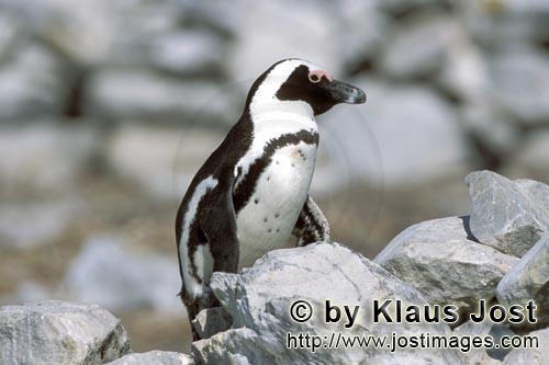 Brillenpinguin/African penguin/Spheniscus demersus        African penguin (Spheniscus demersus)        