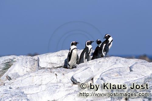 Brillenpinguin/African Penguin/Spheniscus demersus        African Penguins         