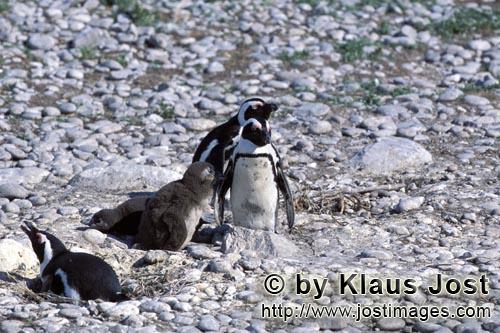 Brillenpinguin/Jackass penguin/Spheniscus demersus        African Penguin penguin family        