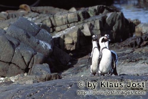 Brillenpinguin/African Penguin/Spheniscus demersus        African Penguins         