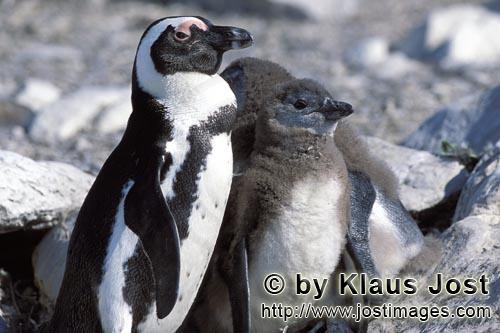 Brillenpinguin/African Penguin/Spheniscus demersus        African Penguin family        African P