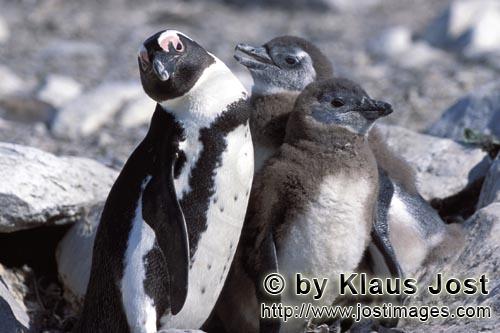 Brillenpinguin/African Penguin/Spheniscus demersus        African Penguin family         African 