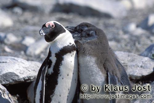 Brillenpinguin/African Penguin/Spheniscus demersus        African Penguin penguin family         