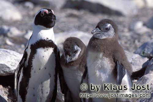 African Penguin/Spheniscus demersus        Adult and two juvenile African penguins         Africa