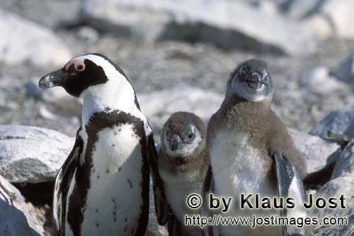 Brillenpinguin/African Penguin/Spheniscus demersus        African Penguin family         African 