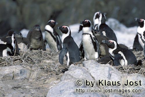 Brillenpinguin/Jackass Pinguin/Spheniscus demersus        African Penguin colony        