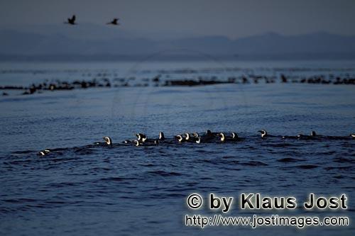 Brillenpinguin/African Penguin/Spheniscus demersus            African Penguins return from the Sea