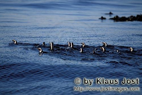 Brillenpinguin/African Penguin/Spheniscus demersus        African Penguins return from the Sea    