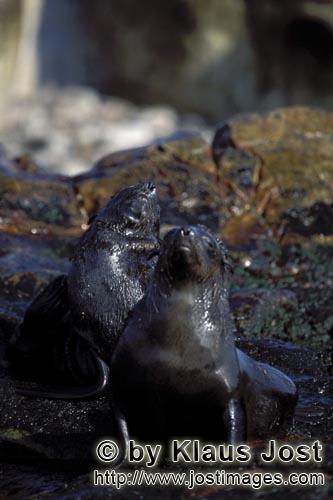 South African fur seal/Arctocephalus pusillus        Fur Seals on Geyser Rock        On the rocky is