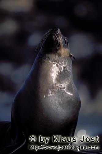 Suedafrikanische Pelzrobbe/South African fur seal/Arctocephalus pusillus        Fur Seal on Geyser Rock