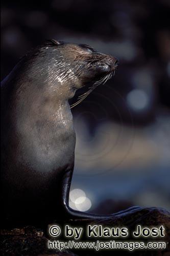 Suedafrikanische Pelzrobbe/South African fur seal/Arctocephalus pusillus        Pelzrobbe auf Geyser Ro