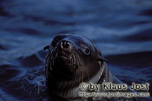 Suedafrikanische Pelzrobbe/South African fur seal/Arctocephalus pusillus        Pelzrobbe auf Geyser Ro