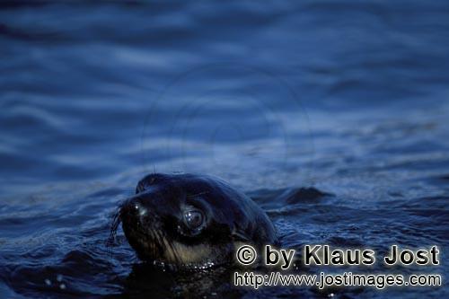 South African fur seal/Arctocephalus pusillus        Fur Seal on Geyser Rock        On the rocky isl