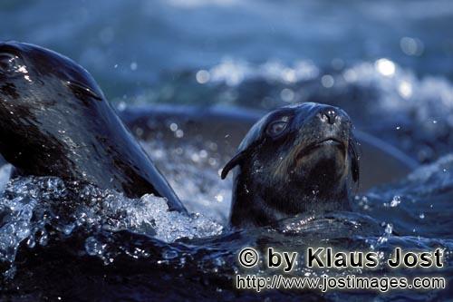 South African fur seal/Arctocephalus pusillus        Fur seal before Geyser Rock        On the rocky