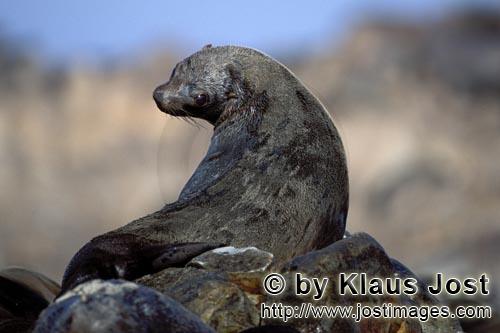 Suedafrikanische Pelzrobbe/South African fur seal/Arctocephalus pusillus        Fur Seal on Geyser Rock