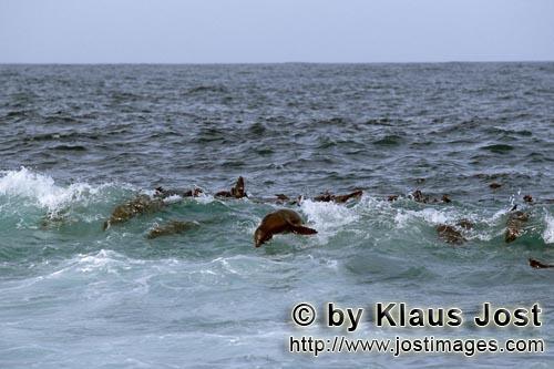 Suedafrikanische Pelzrobbe/South African fur seal/Arctocephalus pusillus        Fur Seals in the surf    