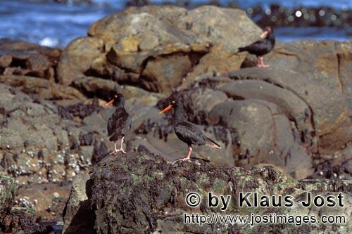 Schwarzer Austernfischer/African black Oystercatcher/Haematopus moquini        African black Oysterc