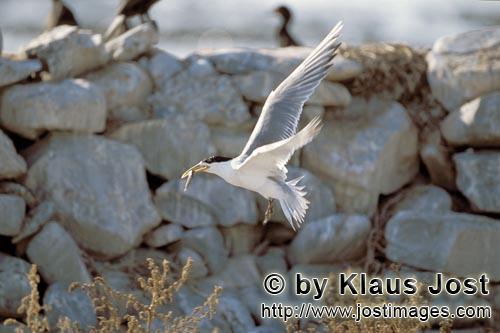 Eilseeschwalbe/Swift tern/Sterna bergii        Swift tern with fish         