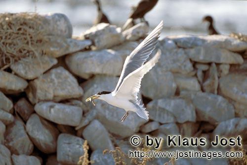 Eilseeschwalbe/Swift tern/Sterna bergii        Flying Swift tern         