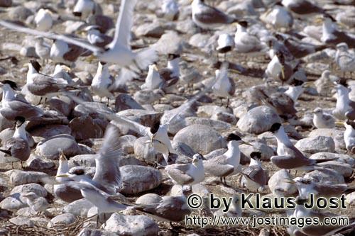 Eilseeschwalbe/Swift tern/Sterna bergii        Swift tern colony         