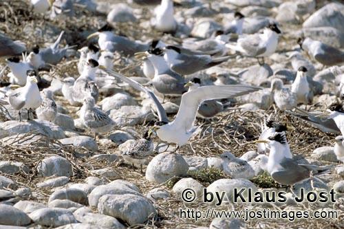 Eilseeschwalbe/Swift tern/Sterna bergii        Swift tern feeds a chick         