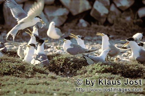 Eilseeschwalbe/Swift tern/Sterna bergii        Swift tern colony        