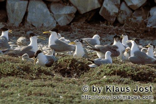 Eilseeschwalbe/Swift tern/Sterna bergii        Swift tern colony         