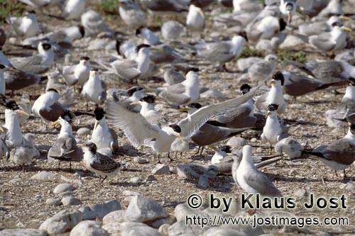 Eilseeschwalbe/Swift tern/Sterna bergii        Concentration of Swift terns         