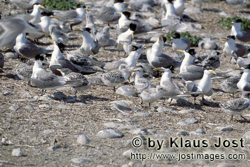 Eilseeschwalbe/Swift tern/Sterna bergii        Swift terns on Dyer Island         