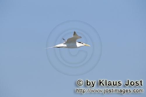 Eilseeschwalbe/Swift tern/Sterna bergii        Swift tern flies out to sea         