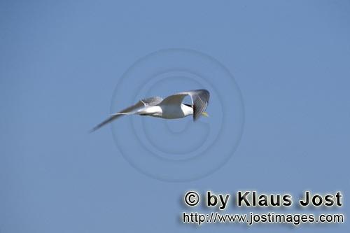 Eilseeschwalbe/Swift tern/Sterna bergii        Swift tern on cloudless sky         