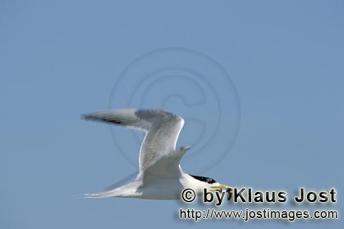 Eilseeschwalbe/Swift tern/Sterna bergii        Swift tern returns with prey        