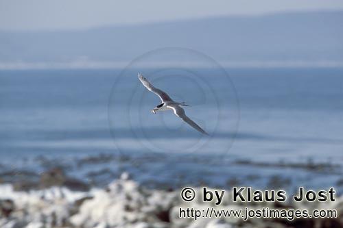 Eilseeschwalbe/Swift tern/Sterna bergii        Swift tern returns back to the island         