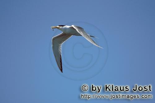 Eilseeschwalbe/Swift tern/Sterna bergii        Flying Swift tern with fish         