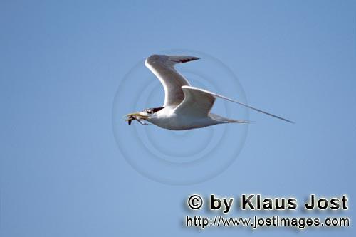 Eilseeschwalbe/Swift tern/Sterna bergii        Flying Swift tern         