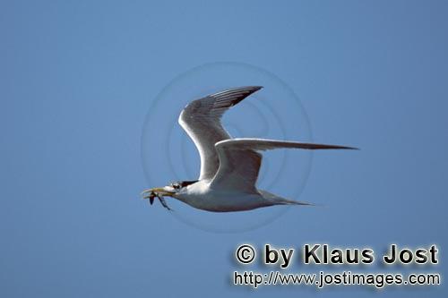 Eilseeschwalbe/Swift tern/Sterna bergii        Swift tern with prey        