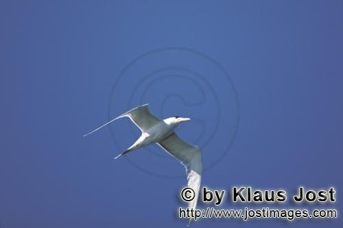 Eilseeschwalbe/Swift tern/Sterna bergii        Flying Swift tern in the blue sky         