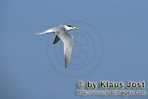 Eilseeschwalbe/Swift tern/Sterna bergii        Swift tern above the sea         