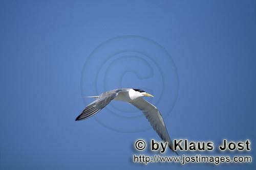 Eilseeschwalbe/Swift tern/Sterna bergii        Swift tern returns to Dyer Island         