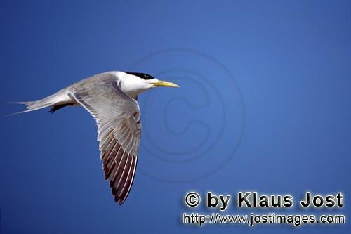 Eilseeschwalbe/Swift tern/Sterna bergii        Flying Swift tern        