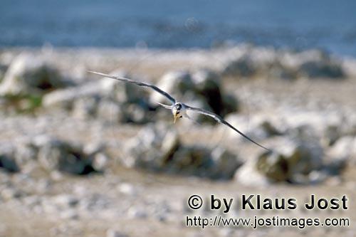 Eilseeschwalbe/Swift tern/Sterna bergii        Swift tern flies over the island        