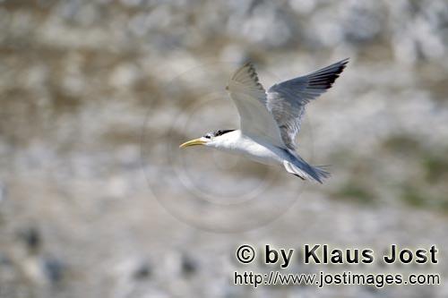 Eilseeschwalbe/on Swift tern/Sterna bergii        Flying Swift tern Dyer Island         