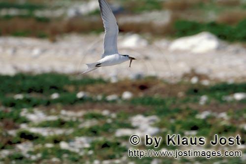 Eilseeschwalbe/Swift tern/Sterna bergii        Swift tern with fish prey             