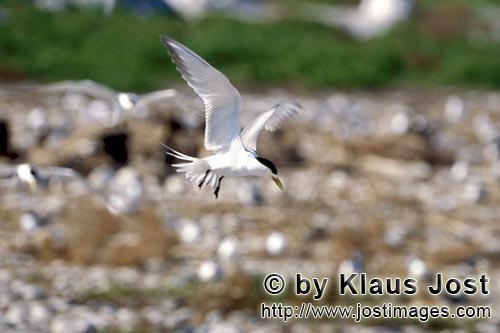 Eilseeschwalbe/Swift tern/Sterna bergii        Swift tern lands         