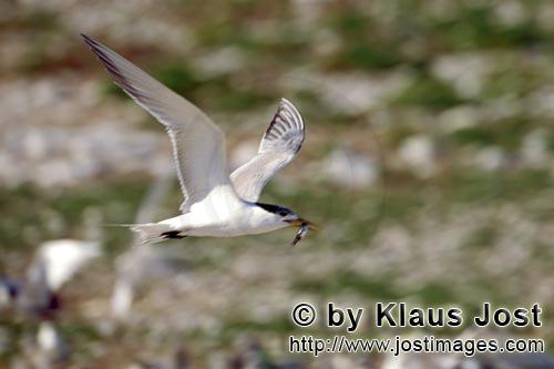 Eilseeschwalbe/Swift tern/Sterna bergii        Flying Swift tern with fish prey         