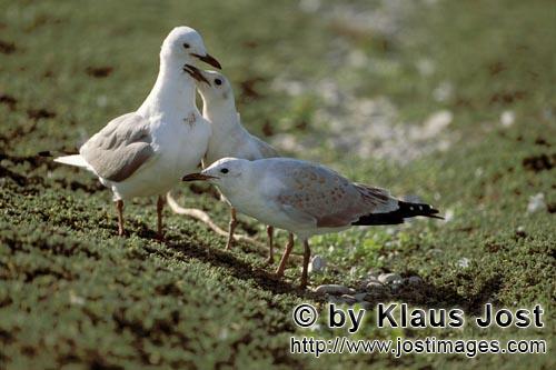 Hartlaubmoewe/Hartlaub´s gull/Larus hartlaubii        Hartlaub´s gulls delicate green        