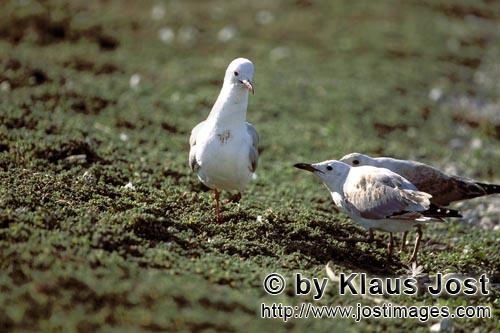 Hartlaub´s gull/Larus hartlaubii        Hartlaub´s gull with two young birds        This beautiful